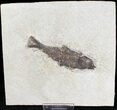 Knightia Fossil Fish - Wyoming #20820-1